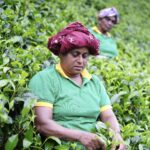 upcountry Ceylon Davora Tea manufacture hydropower International Sri Lanka Hpi.lk